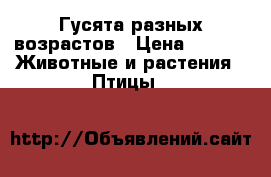 Гусята разных возрастов › Цена ­ 200 -  Животные и растения » Птицы   